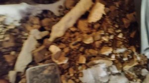 Заморозка масла Taif allegro 0w20 при -40