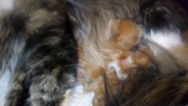 Мейн-кун новорожденные смотреть онлайн