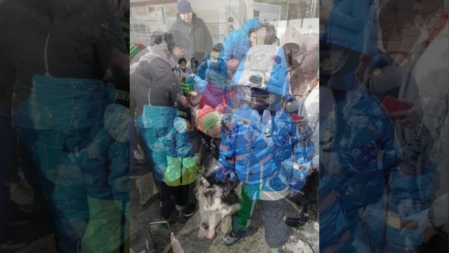 Собака-обнимака. смотреть онлайн