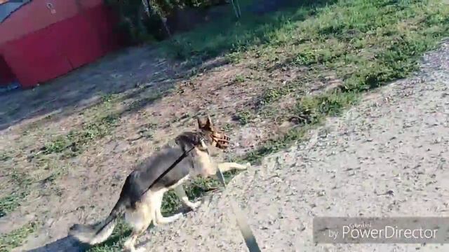 Меня выгуливает собака! Альма Лапочка смотреть онлайн