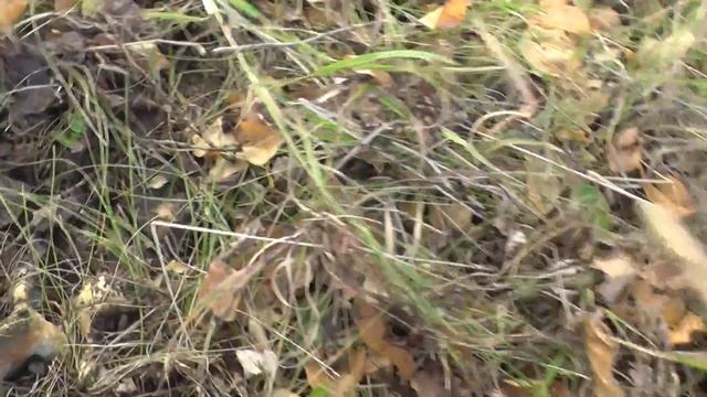 Грибы 2018! Мощный штурм осенних посадок в Липецкой области (Russia)! Часть 1. смотреть онлайн