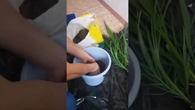 Как пересадить многолетную финиковую пальму смотреть онлайн