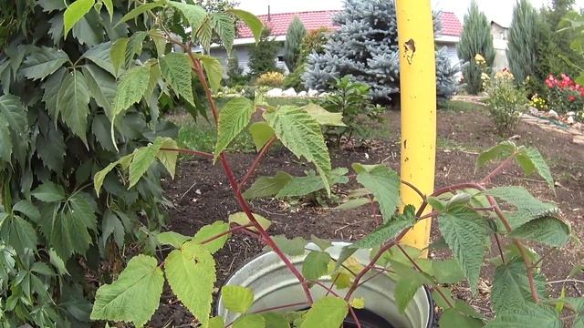 ✅ Подготовила Пеларгонии к зиме. МАКС ПОПАЛ В ЛОВУШКУ !!! Жизнь на Южном Урале. смотреть онлайн