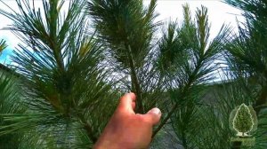 Плодоношение кедра в культурных посадках