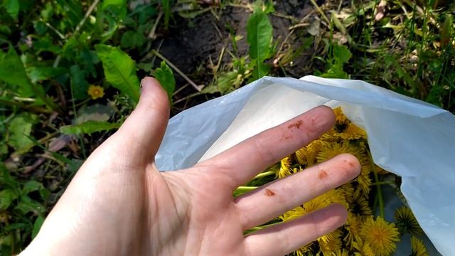 Сбор трав. Каштан. Серень. Одуван смотреть онлайн