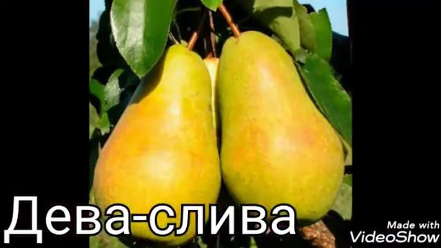 Какой ты фрукт🍎 по знаку зодиака смотреть онлайн