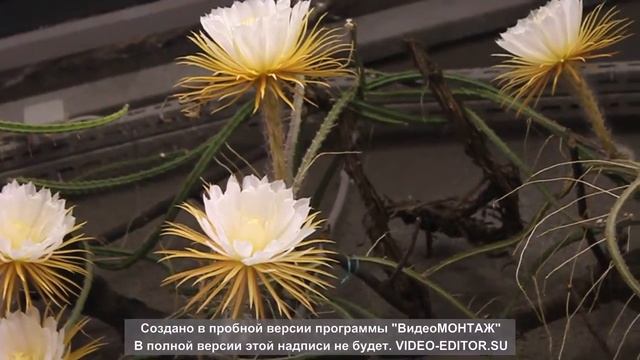 Царица ночи в Петербурге, видео НЕВСКИЕ НОВОСТИ смотреть онлайн