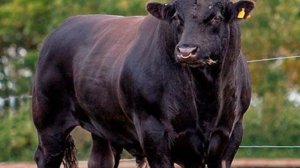 Абердин-Ангусская мясная порода крс. Мясное скотоводство. Быки Ангус. Животноводство