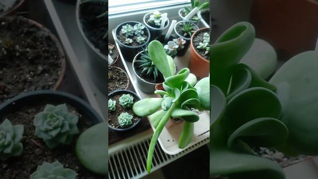 Эхеверия Деренберга #succulents #суккуленты #эхеверия #суккулент смотреть онлайн