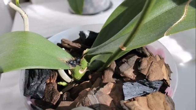 Орхидея с сгнившей точкой роста выпустила детку!!! ч.1 смотреть онлайн