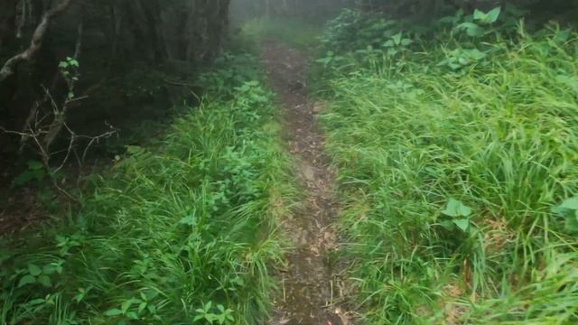 Roan Mountain Rhododendron Garden Unedited 4K GoPro Footage смотреть онлайн