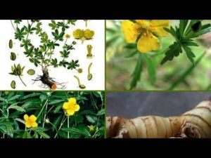 Секреты Древних: Как Калган Преображает Ваше Здоровье и Жизнь?