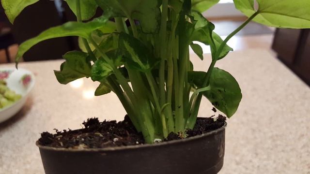 ARROWHEAD PLANT OR SYNGONIUM PODOPHYLLUM | DONNA JOSHI смотреть онлайн