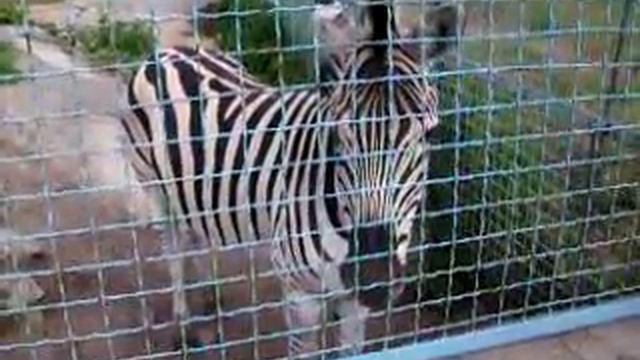 Зебра смотреть онлайн