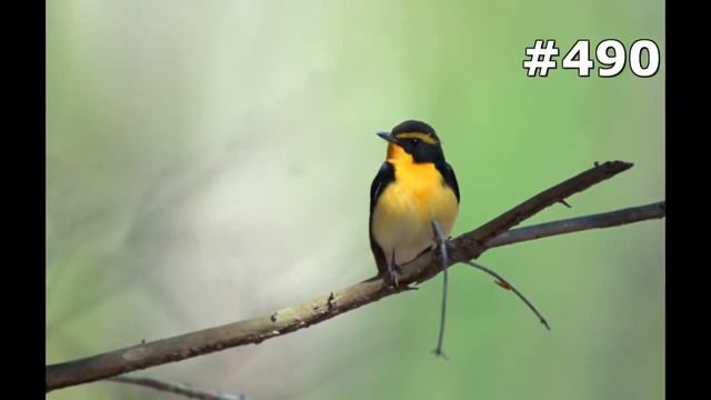 #490. Птицы (В мире животных) смотреть онлайн