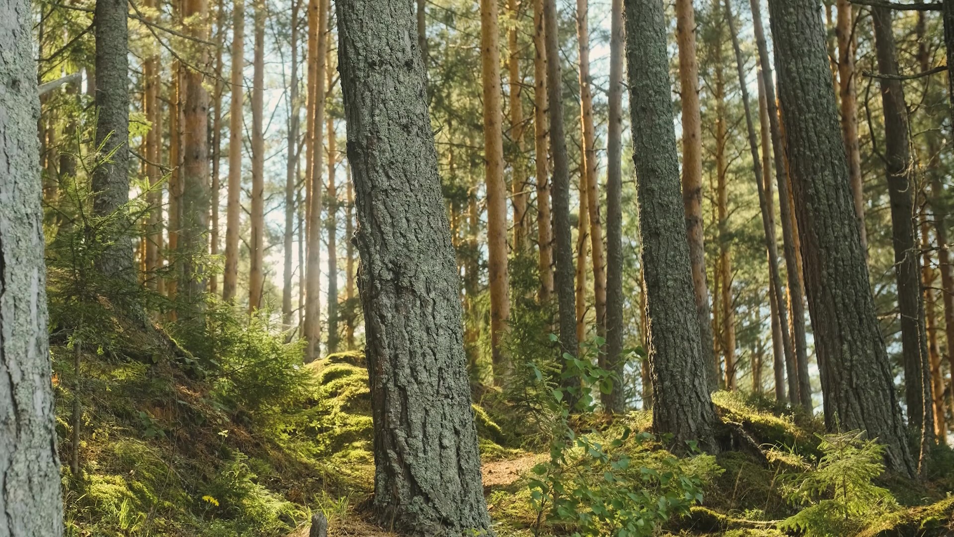 4 косички - Куда летишь, кукушечка