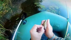 Насаживаем живца на двойник. Живец для дальнего заброса. #ловлящуки #насадитьживца