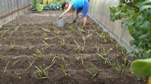 6 соток 4 августа 2024 года. Хроника.