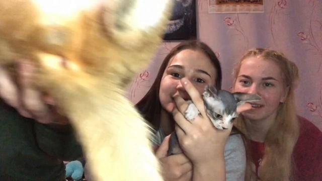 СРАВНЕНИЕ КОТОВ. ЛЫСАЯ КОШКА ИЛИ ВОЛОСАТАЯ КОШКА,КТО ЛУЧШЕ? ЛЫСЫЕ КОШКИ СФИНКС ВОЛОСАТЫЙ РЫЖИЙ КОТ смотреть онлайн