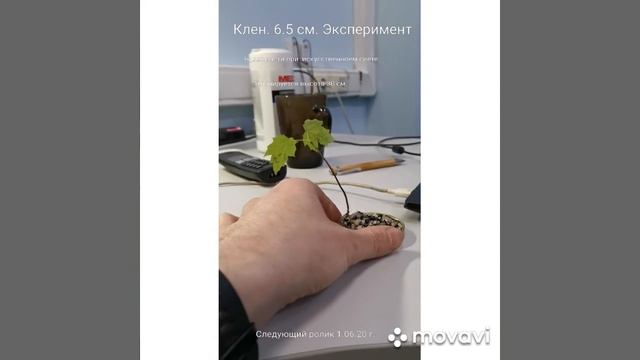 Бонсай клен. смотреть онлайн
