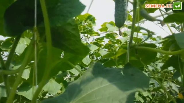 Огірок Меренга Seminis Культура в полі смотреть онлайн