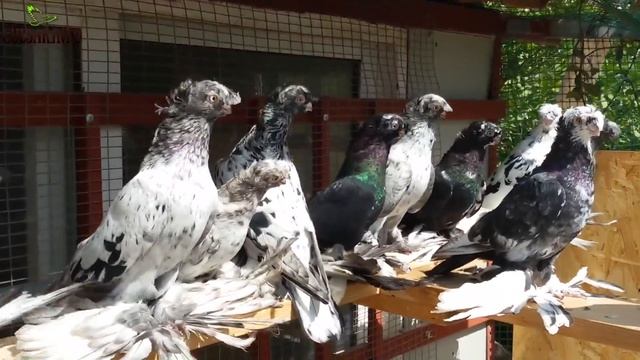 ДВУХЧУБЫЙ ЧЕЛКАРЬ / МРАМОРНЫЙ ГОЛУБЬ / PIGEONS / TAUBE
