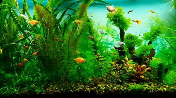 Аквариум травник. Два месяца после прополки.
