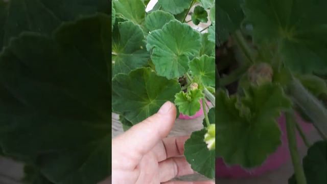 розочки и кочанчики миол шерше ля фам смотреть онлайн