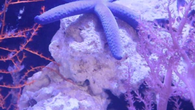 BUYING COLORFUL STAR-FISH For My AQUARIUM!! *Rare* смотреть онлайн