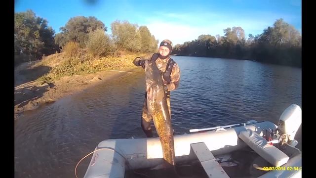 Подводная охота Сом 32 и 40 кг р  Медведица