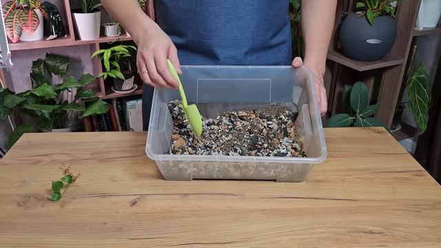 Если это не исправить - антуриум погибнет. 1 причина, из-за которой мужское счастье теряет листья смотреть онлайн