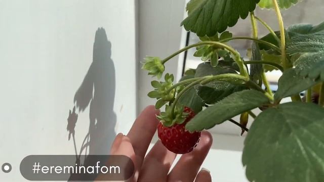 Клубника на подоконнике / клубника в квартире / ампельная клубника @ereminafom смотреть онлайн