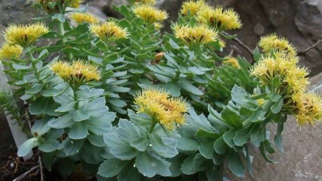 Как выращивать золотой корень в домашних условиях смотреть онлайн