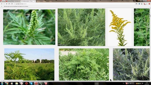 Амброзия (Ambrosia)