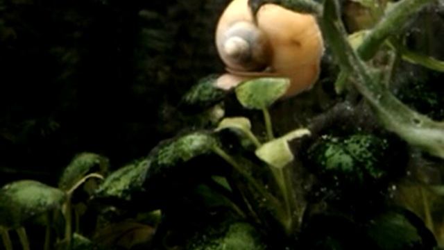 Улитка Ампулярия в движении (часть 2)