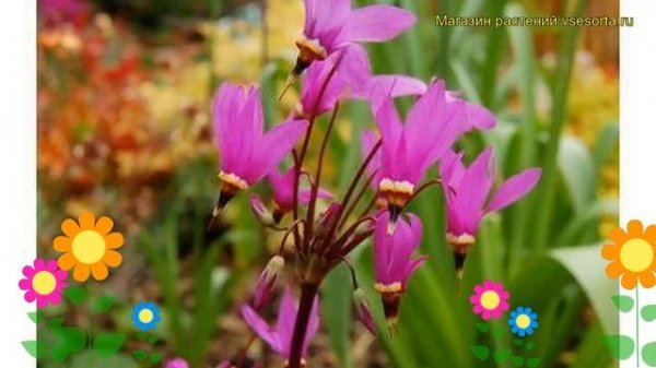 Додекатеон красивенький Ред Вингс. Краткий обзор, описание dodecatheon pulchellum Red Wings