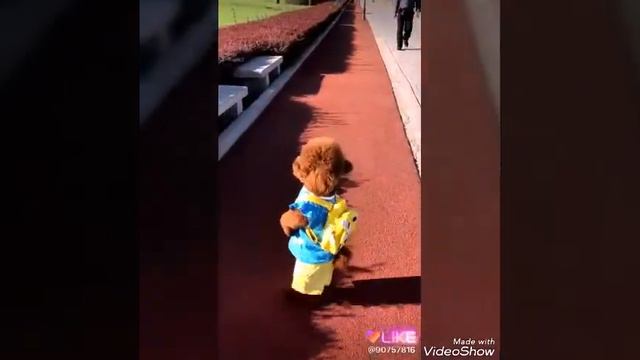 СМІШНІ ВІДЕО 😂😂😂 vs МІЛАШНІ ВІДЕО 😍😍😍 смотреть онлайн