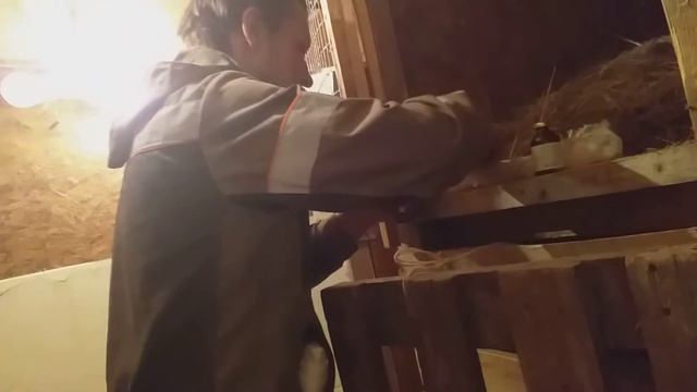 Витамины Е - селен козам, сделать укол козе