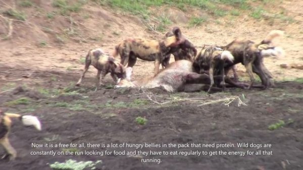 Wild dogs catching a waterbuck, the full version with previously left out parts. Viewer discretion.