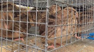 Перепела фараон