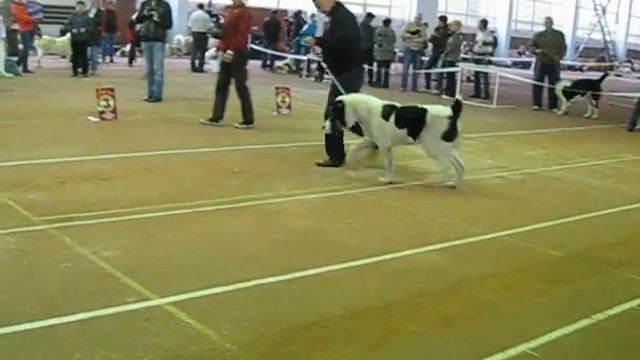 Караганды алабай ПАРВИЗ, 15.09.12 Чемпионат НКП САО смотреть онлайн