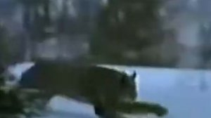 Звери.Погоня Рыси за Зайцем.