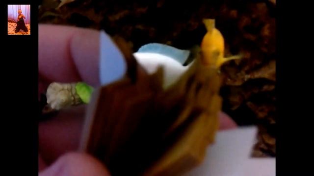 Тест полоски! РН с aliexpress смотреть онлайн