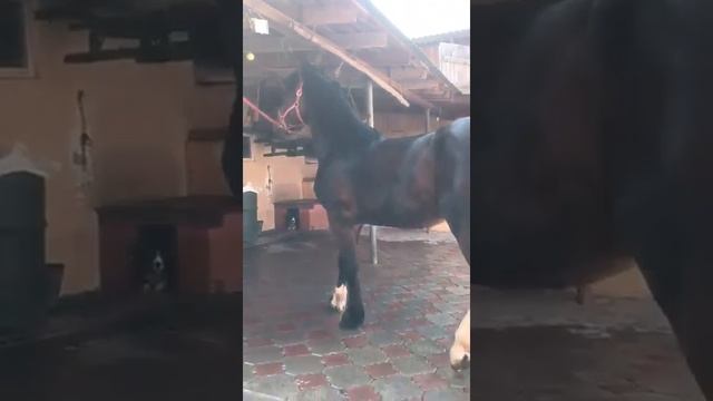 Осмотр коричневого орловского рысака смотреть онлайн