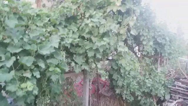 Надо поливать Ядом .