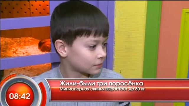 Жили-были три поросёнка - "Утро с Вами" 05.03.2013 смотреть онлайн