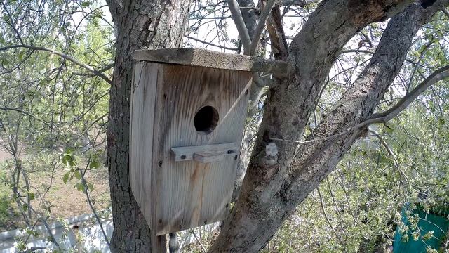 Скворец 170429 1 в Скворечние в саду со стороны 1