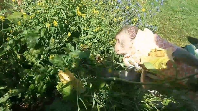 Мамин помощник садовод любитель