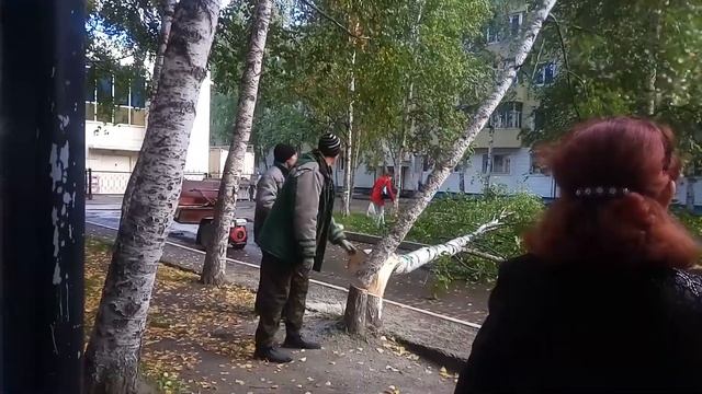 Нижневартовск вырубка берез