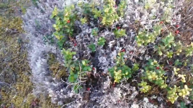 Как собирать ягоды. Грабля для сбора ягод (коса для сбора ягод) смотреть онлайн